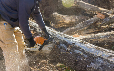 Reasons to Place Trees in a Dumpster After Cutting Them Down for Land Clearing