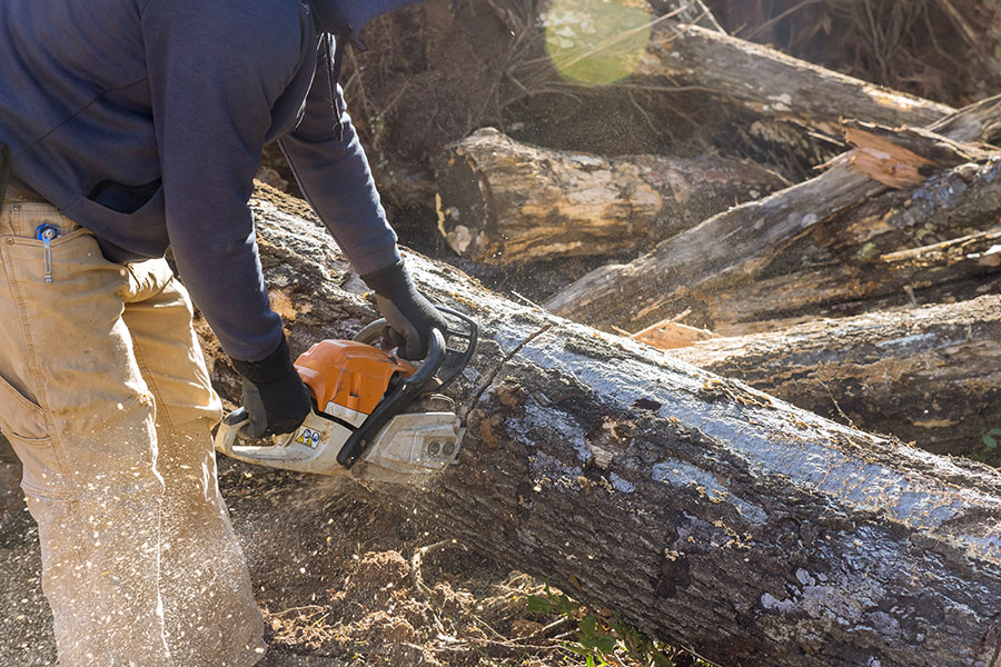 Reasons to Place Trees in a Dumpster After Cutting Them Down for Land Clearing